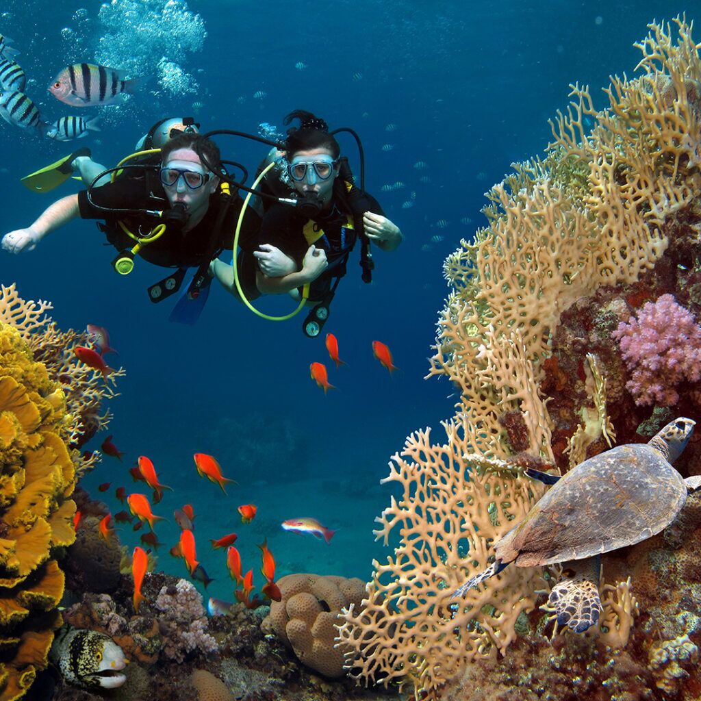 Dive Dipper HOME - Flippers Dive